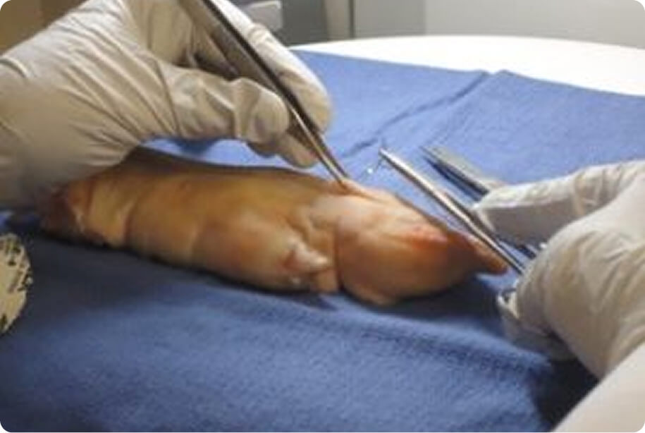 Surgical Anatomy Skills